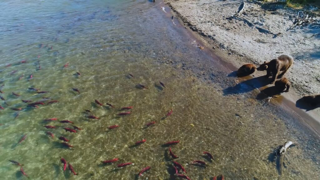 View from above of grizzly bears on a riverbank and salmon swimming in clear water.