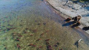 View from above of grizzly bears on a riverbank and salmon swimming in clear water.