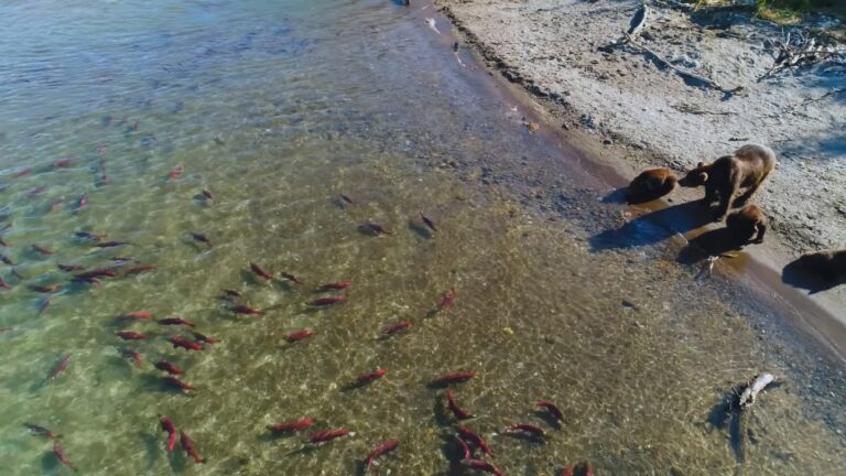 View from above of grizzly bears on a riverbank and salmon swimming in clear water.